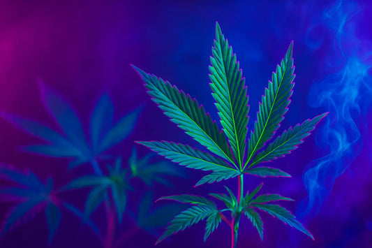 THCA vs CBD – vad är skillnaden i effekt