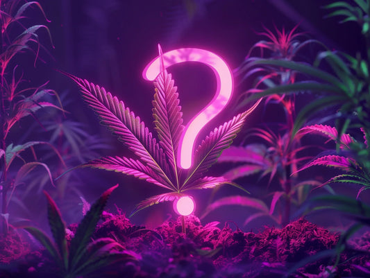 Är THCA lagligt i Sverige? – Guide till lagliga THCA-produkter