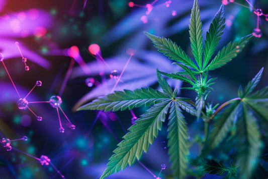 THCNM cannabinoid – Vad är det och hur fungerar det?