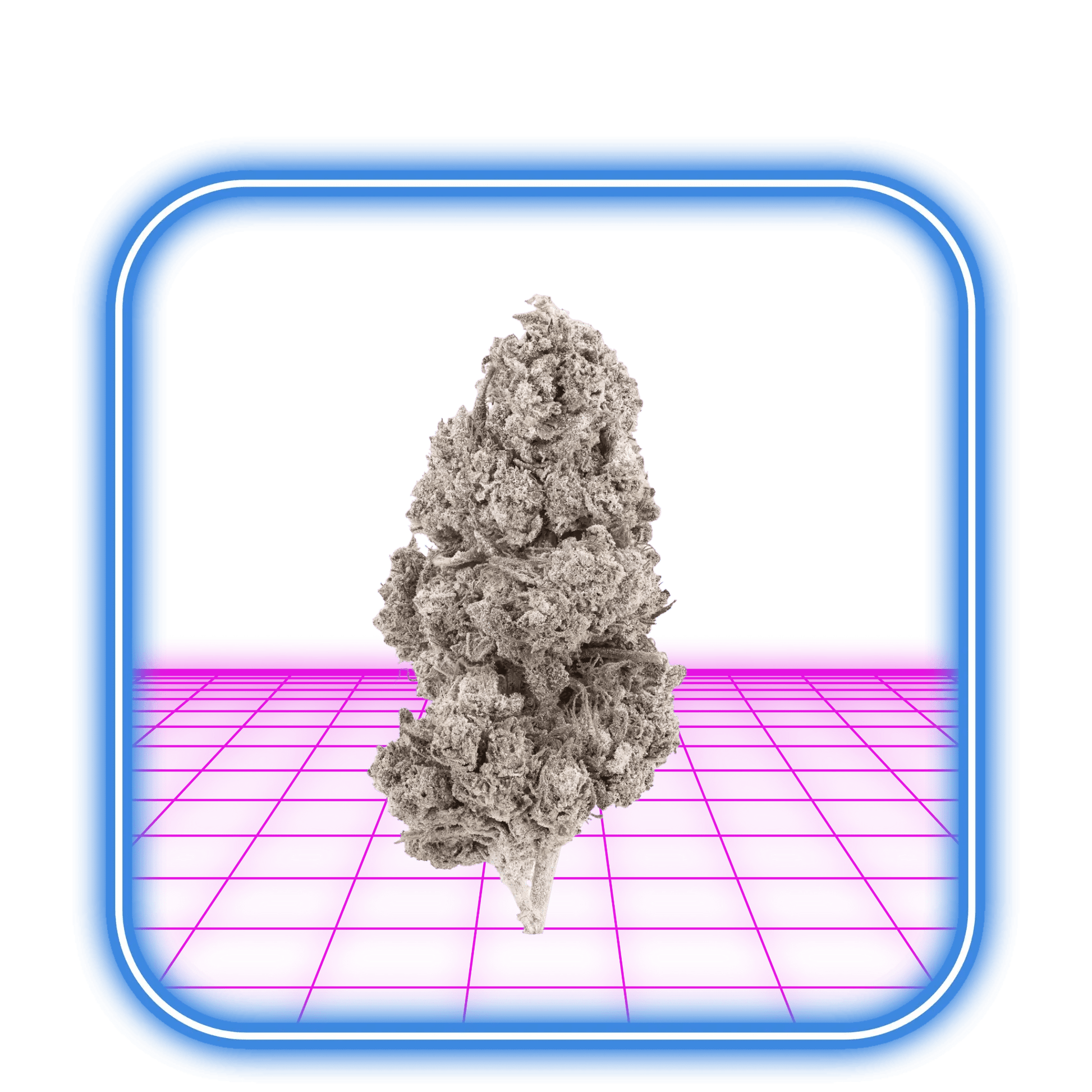 THCA Buds - Mango Kush 24% - HiMood.se - HiMood