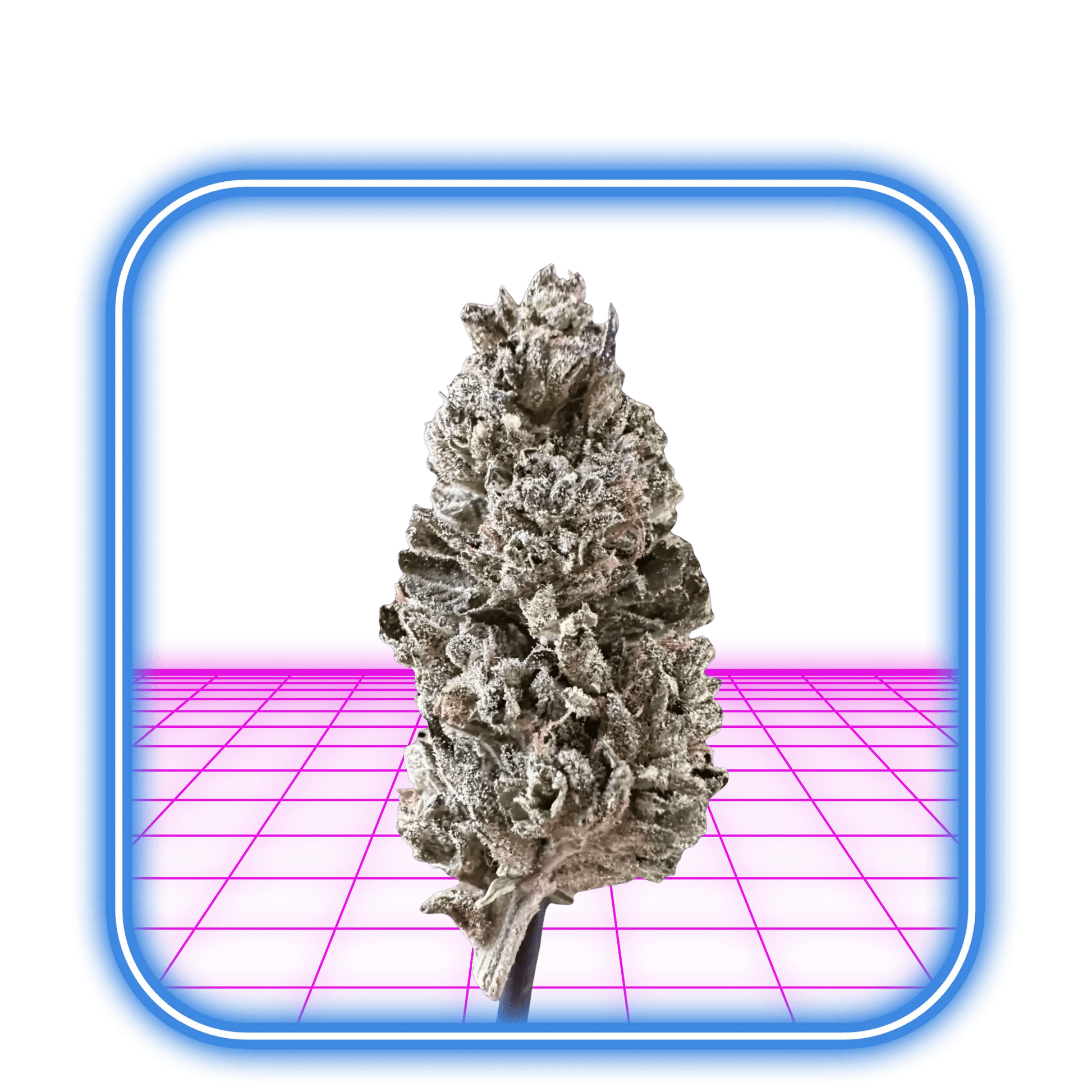 THCA Buds - Purple Candy 24% - HiMood.se - HiMood